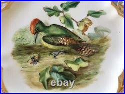 Antique Rare Royal Crown Derby English Porcelain Gorgeous Bird Cabinet Plate