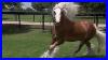 Chewbacca-Gypsy-Vanner-Horses-For-Sale-Colt-Silver-Bay-01-vx