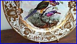 Early Derby Cabinet Plate c1800 Bright Colour Birds Painted by Richard Dodson