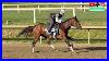 Iron-Honor-Ocelli-Taj-Mahal-Headline-2026-Preakness-Training-3-Days-Before-The-Race-01-zvfy