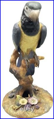 Royal Crown Derby China Parrot Macaw Large Size Mint