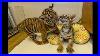 Special-Cub-Delivery-Sumatran-Tiger-Cub-Meets-Bengal-Tiger-Cub-01-cels